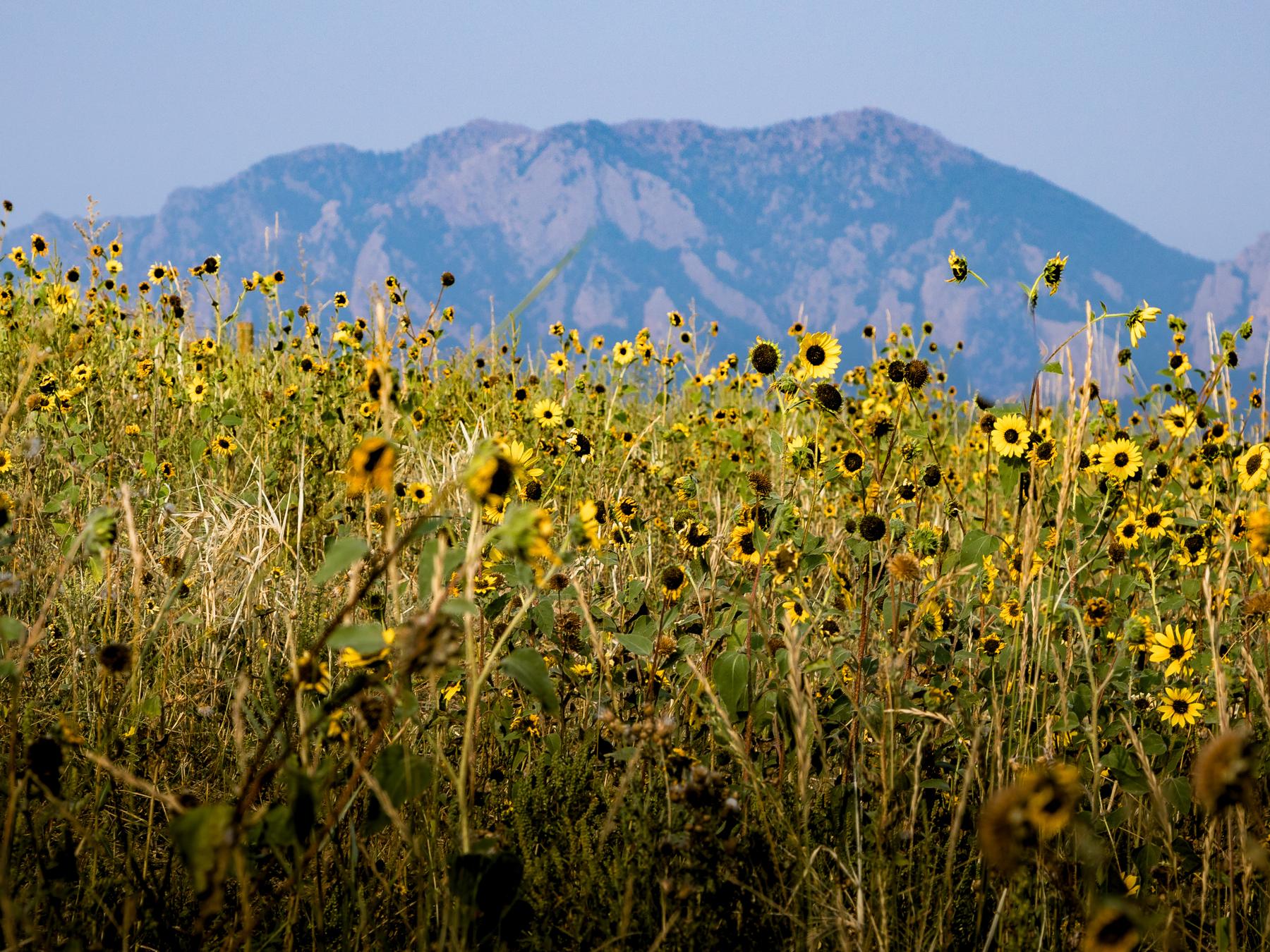 Wild sunflowers in a field near Superior, with the Flatirons beyond.